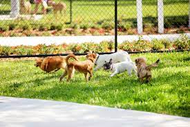 Diy pvc outdoor dog shower. How To Build A Backyard Dog Park At Home Hill S Pet