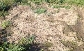 Maybe you would like to learn more about one of these? Soil Solarization Why Do We Need To Sterilize The Soil