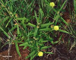 Image result for Melhania prostrata