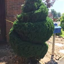 The most common topiary trees material is cotton. Real Topiary Tree For Sale In Uk View 29 Bargains