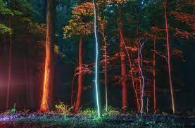 10 Photographers Your Students Will Love The Art Of Education University Forest Photography How To Take Photos Photography Student