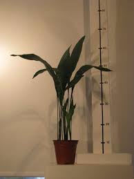 Image result for Kořenokvětka Aspidistra