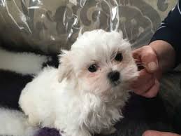 Maybe you would like to learn more about one of these? Pomeranian Puppy For Teacup Puppies For Sale Near Me Facebook