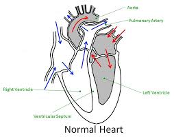 Services.juniata.edu this heart labelled with interiors of the organ is available for download in a sample doc format. Labeled Heart Diagram Health
