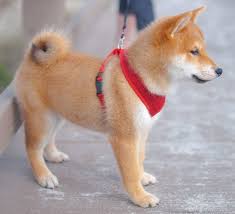 Black And Tan Shiba Inu Puppy For Sale Shiba Inu Japanese Dogs Shiba Inu Dog Breeds