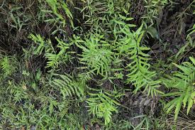 Image result for Pityrogramma