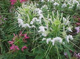 Image result for Cleome macrophylla