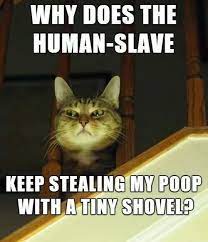 Pin On A Long Line Of Feline