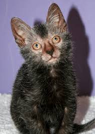 Anyway have this emo werewolf cat. The Lykoi The Werewolf Cat Origins And Characteristics Dogalize