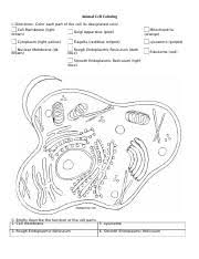 Plant cell coloring from animal cell coloring worksheet, source:biologycorner.com. Ase Sc 1 Animal Plant Cell Coloring Pdf Animal Cell Coloring I Directions Color Each Part Of The Cell Its Designated Color Cell Membrane Light Course Hero