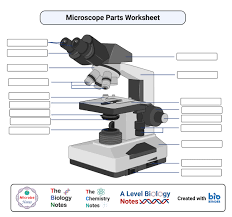 Parts Of A Microscope With Functions And Labeled Diagram