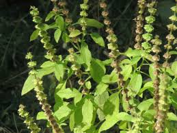 Image result for Ocimum americanum