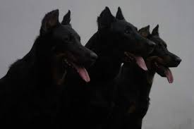 Thistla Some Character Just Has To Have These Three Dogs And They Are Probably Named After Some Gods Or Dieties And Terrif Hades Animals Hades And Persephone