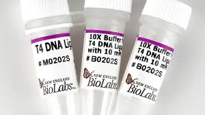Ligase, any one of a class of about 50 enzymes that catalyze reactions involving the conservation of chemical energy and provide a couple between britannica, the editors of encyclopaedia. New England Biolabs Uk Ltd T4 Dna Ligase