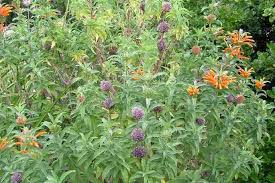 Image result for Leonotis