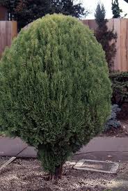 Image result for Culcasia orientalis