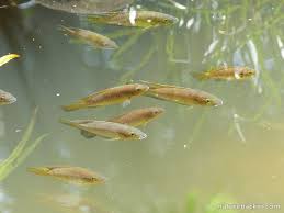 Efficacy Of Nile Tilapia (Oreochromis Niloticus) Juveniles And Spinosyns  Bioinsecticides Against Aquatic Stages Of Culex Pipiens: An Experimental  Study - Sciencedirect