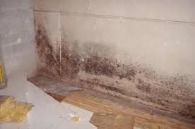 Recently been noticing some mold growth right outside my bathroom. The Truth About Toxic Black Mold It S Probably Not What You Think Moldman