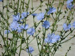 Image result for Cichorium