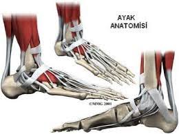 Eksi Duyuru Ayak Bilegi Kirigi Ve Beslenme