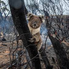 Un Development Programme On Instagram This Is Photojournalist Bradfleet Guest Posting For Undp I Ve Been Documenting The Koala Koala Bear Kangaroo Island