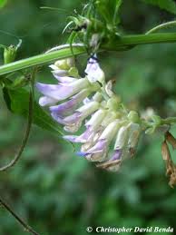 Image result for Voacanga bracteata