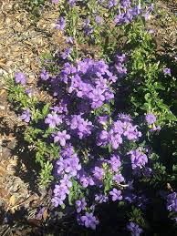 Image result for Barleria obtusa