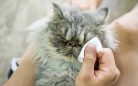 Penyebab Dan Cara Mengatasi Mata Kucing Berair Ampuh