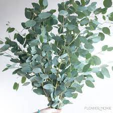 Silver Dollar Eucalyptus Bulk Fresh Wedding Greenery Flower Moxie