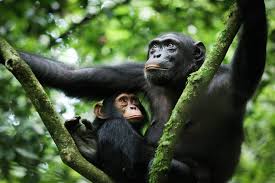 Chimp Tracking
