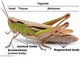 Grasshoppers are a group of insects belonging to the suborder caelifera. Biol11000 Invertebrate Lower Vertebrates Arthropods Flashcards Quizlet