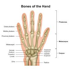 Image result for Hand Anatomy