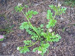 Image result for Cardamine obliqua