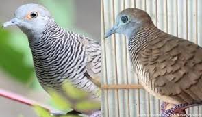 Maybe you would like to learn more about one of these? Ciri Burung Perkutut Lokal Dan Bangkok Berdasarkan Fisiknya
