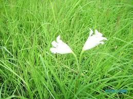 Image result for Crinum rautanenianum
