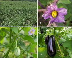 Image result for Solanum melongena
