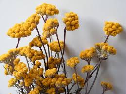 We did not find results for: Dried Flower Bunch Yellow Ageratum Lona Daisyshop