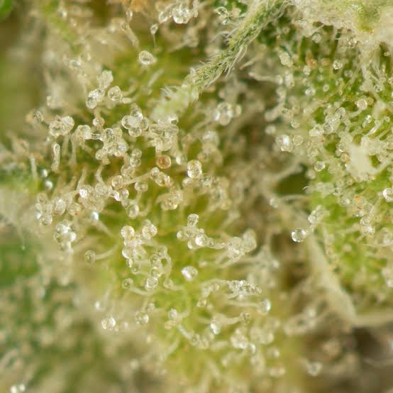 Têtes de chanvre Girl Scout Cookies CBD séchées avec pistils oranges et trichomes brillants
