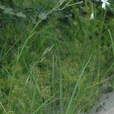 Image result for Afrosolen schimperi