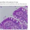 · all positive laboratory results for cryptosporidium species are reportable to the public health surveillance unit. Https Encrypted Tbn0 Gstatic Com Images Q Tbn And9gcrgjd7figx1vdi0jbnzgnh9xrvzl1xgyzxmfk8fnpw X0ugzqlk Usqp Cau