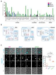 Asusz zenfone zb551kl usb driver for windows 7 : Cells February 2021 Browse Articles