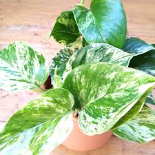 Marble Queen Pothos Plants Marble Queen Pothos Variegated
