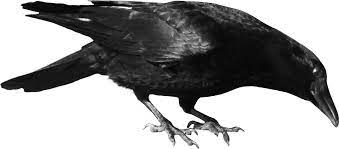 Crow Png Image Crow Image Crow Photos