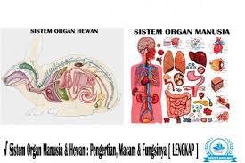 Bekerja atas dasar kesadaran dan kemauan kita sendiri. Sistem Organ Manusia Hewan Pengertian Macam Fungsinya