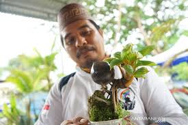 680 likes · 20 talking about this. Budi Daya Bonsai Kelapa Makin Diminati Di Gorontalo Antara News
