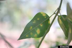 Jasmine Diseases Tips On Treating Jasmine Plants Diseases