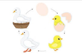 Ciclo de vida de la mariposa en ingles. Ciclo De Vida Del Pato Ciclo De Vida