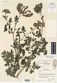 Image result for Hydrophyllaceae