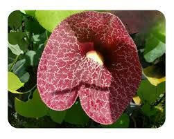 Image result for Aristolochia