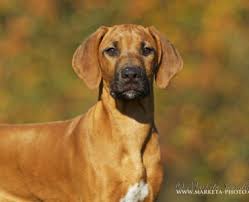 Image result for rhodéský ridgeback
